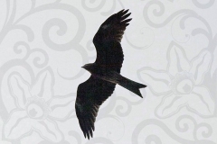 Black Kite