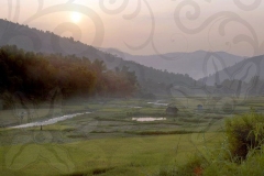 Evening Light-on Rice Fields