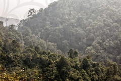 Jungle