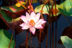 Lilly-Pads