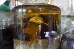 Snake Wine