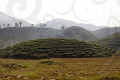 Tea Plantation