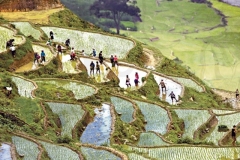 Sapa Cultivating
