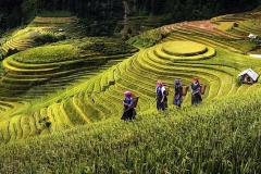 Mua-Vang