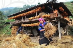 Ngay-Mua-Vung-Cao