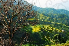 Ruong-Bac-Thang-O-Hoang-Su-Phi