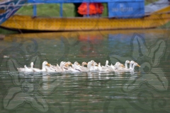 ducks-swimming