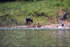 kids-splashing-near-water-buffalo