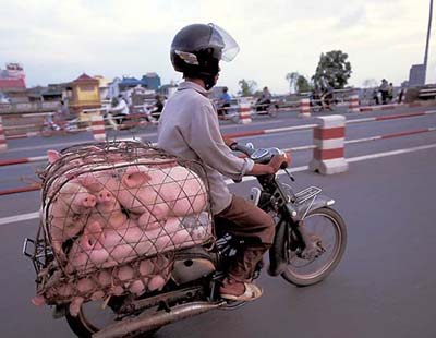 Pigs on a Motorbike in Vietnam