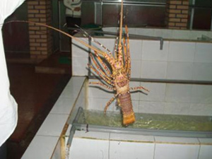 Big Lobsters in Vietnam