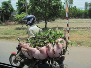 Pigs on a Motorcycle