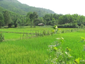 Rice Paddies in Vietnam