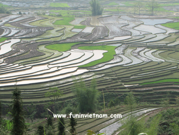 Terraced Rice Paddies - Northeast Vietnam Tours