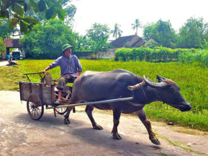 Cycling tour in Duong Lam ancient village